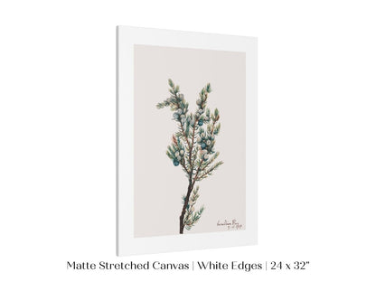 Mountain Juniper | P200 - Single Art Prints - Piccolo Fiore Prints