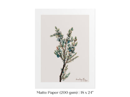 Mountain Juniper | P200 - Single Art Prints - Piccolo Fiore Prints
