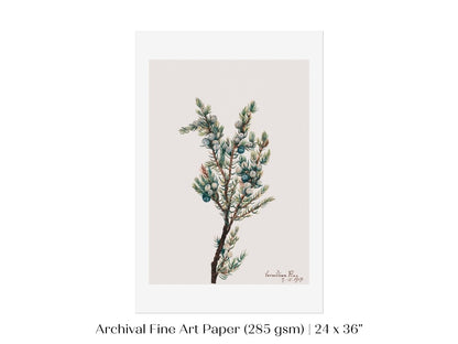 Mountain Juniper | P200 - Single Art Prints - Piccolo Fiore Prints