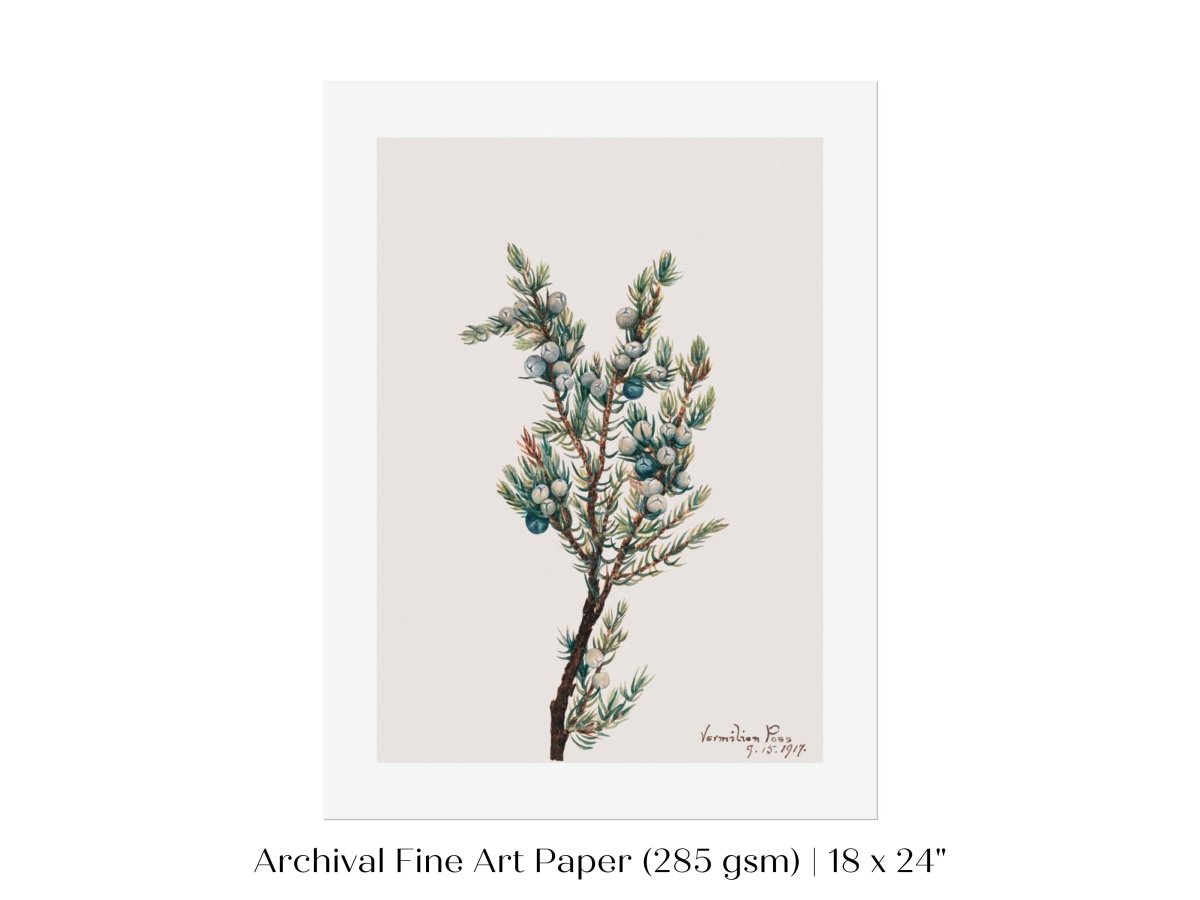 Mountain Juniper | P200 - Single Art Prints - Piccolo Fiore Prints