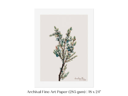 Mountain Juniper | P200 - Single Art Prints - Piccolo Fiore Prints