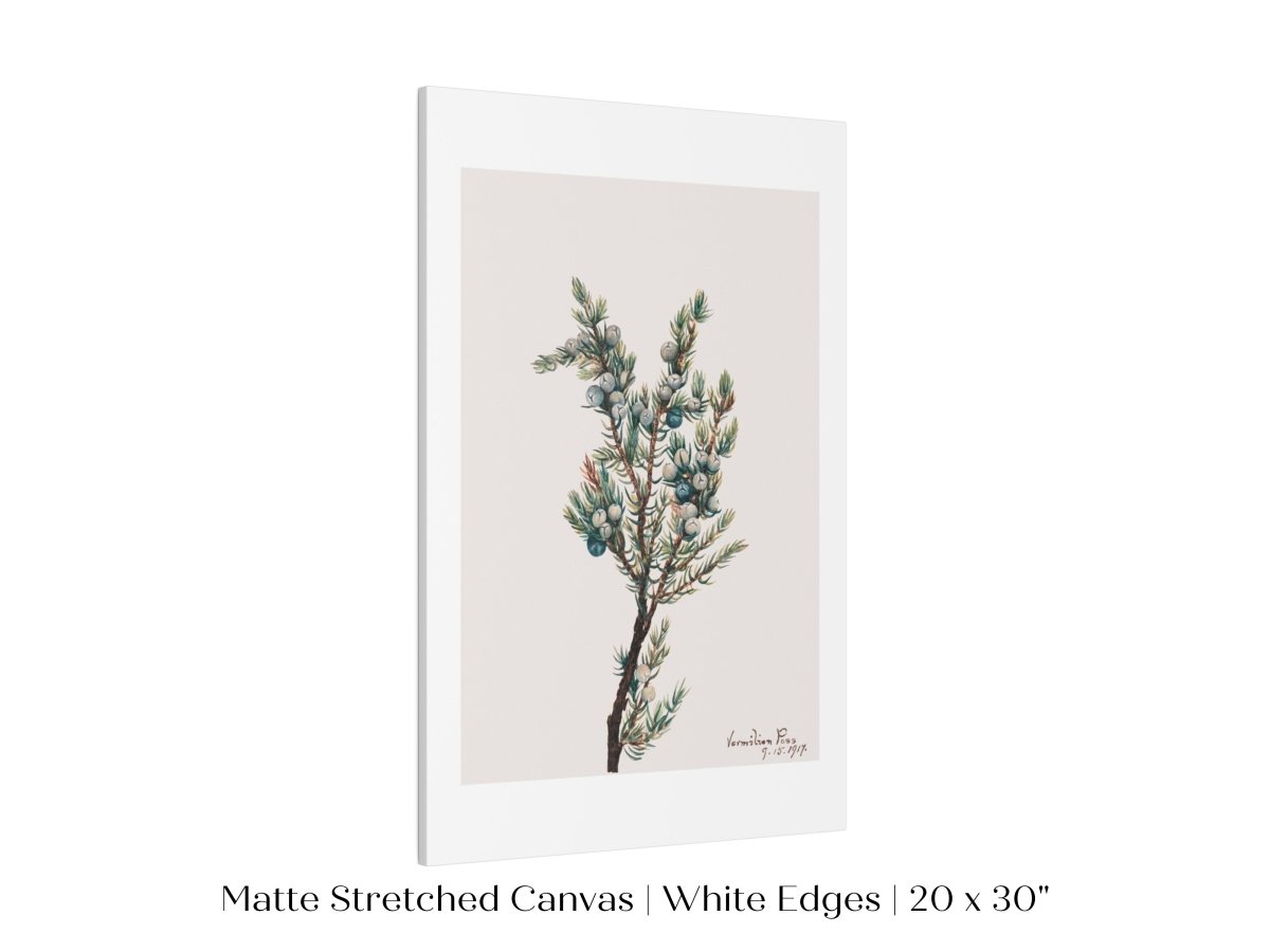Mountain Juniper | P200 - Single Art Prints - Piccolo Fiore Prints
