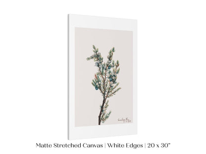 Mountain Juniper | P200 - Single Art Prints - Piccolo Fiore Prints