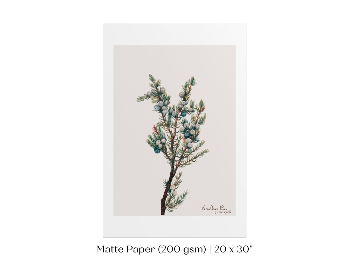 Mountain Juniper | P200 - Single Art Prints - Piccolo Fiore Prints