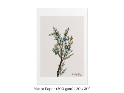 Mountain Juniper | P200 - Single Art Prints - Piccolo Fiore Prints