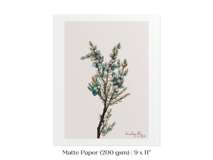 Mountain Juniper | P200 - Single Art Prints - Piccolo Fiore Prints