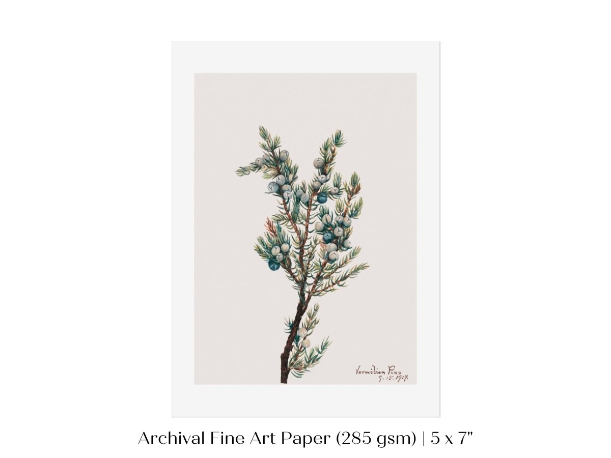 Mountain Juniper | P200 - Single Art Prints - Piccolo Fiore Prints