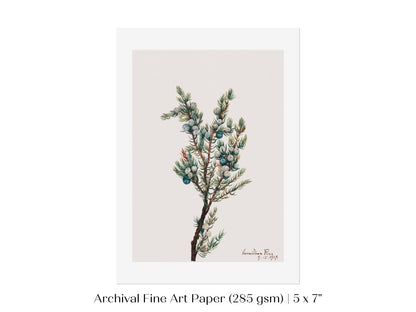 Mountain Juniper | P200 - Single Art Prints - Piccolo Fiore Prints