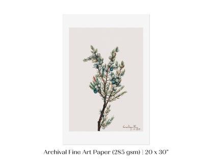 Mountain Juniper | P200 - Single Art Prints - Piccolo Fiore Prints