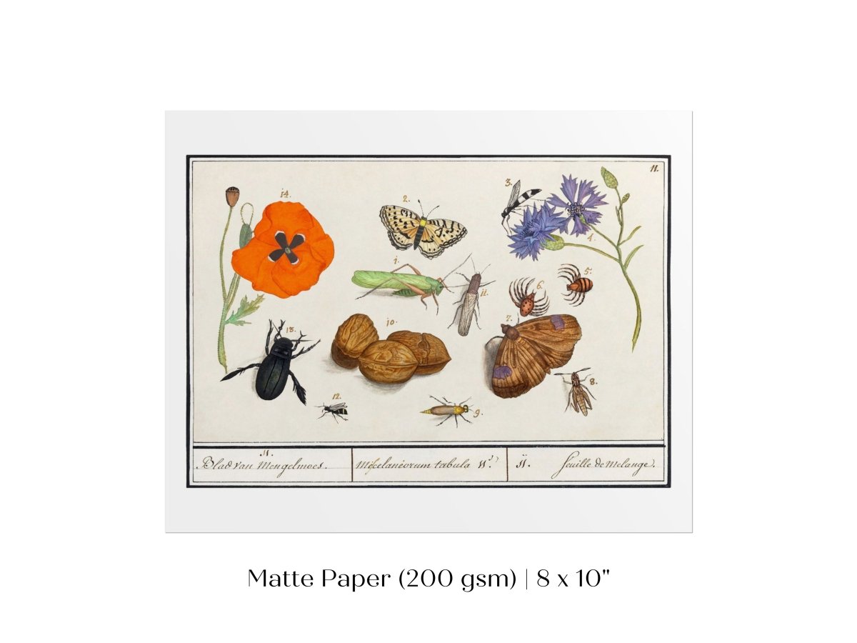 Natural History Ensemble | P239 - Single Art Prints - Piccolo Fiore Prints