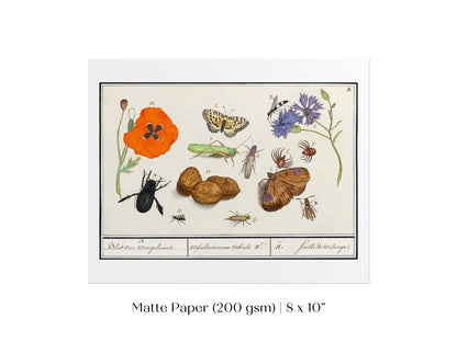 Natural History Ensemble | P239 - Single Art Prints - Piccolo Fiore Prints
