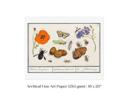 Natural History Ensemble | P239 - Single Art Prints - Piccolo Fiore Prints