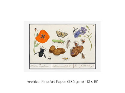 Natural History Ensemble | P239 - Single Art Prints - Piccolo Fiore Prints