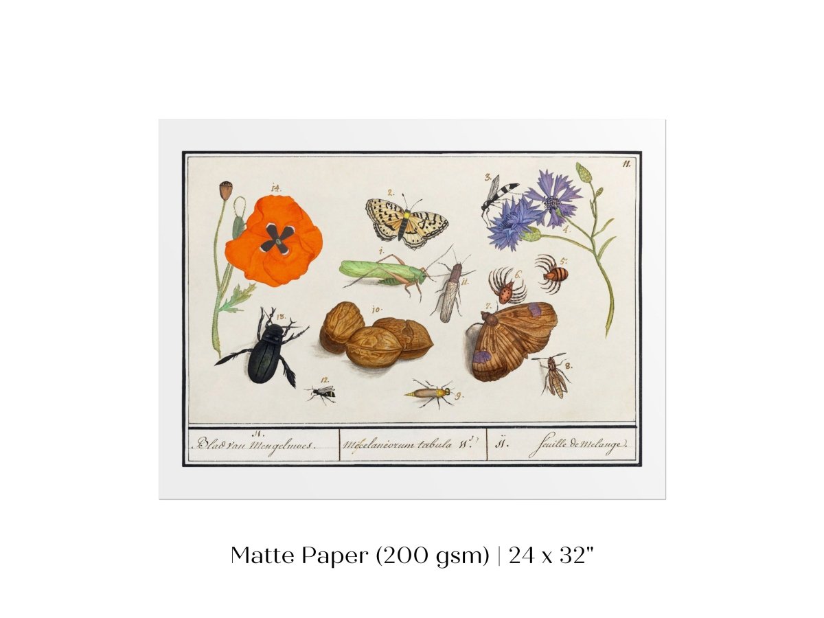 Natural History Ensemble | P239 - Single Art Prints - Piccolo Fiore Prints