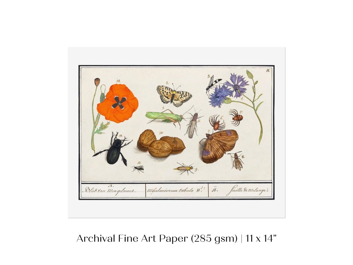 Natural History Ensemble | P239 - Single Art Prints - Piccolo Fiore Prints