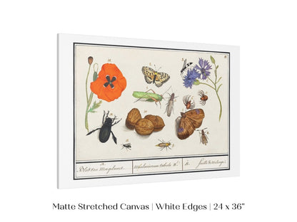Natural History Ensemble | P239 - Single Art Prints - Piccolo Fiore Prints