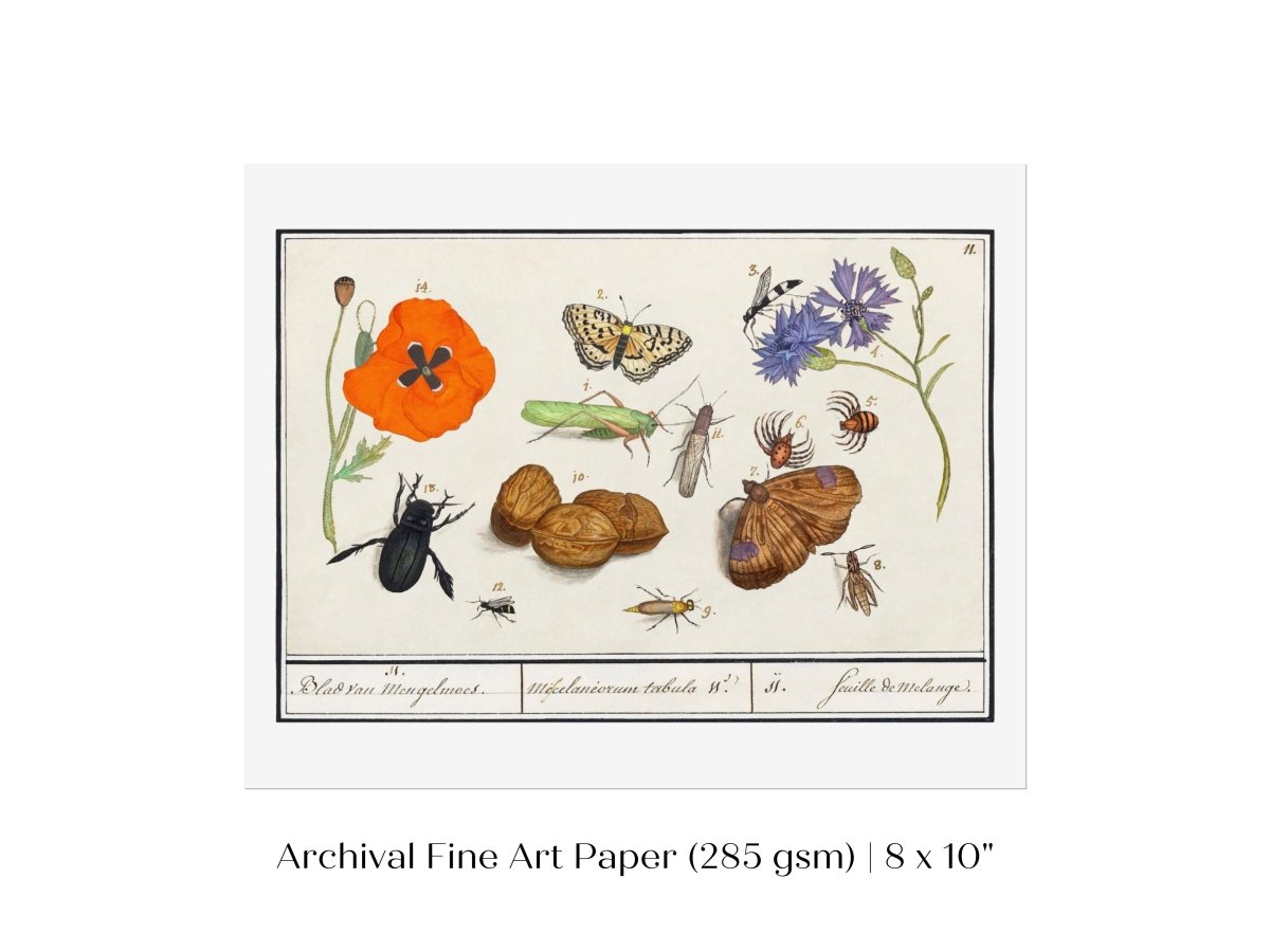 Natural History Ensemble | P239 - Single Art Prints - Piccolo Fiore Prints