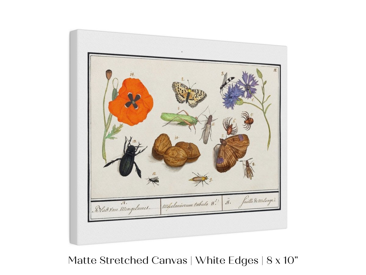 Natural History Ensemble | P239 - Single Art Prints - Piccolo Fiore Prints