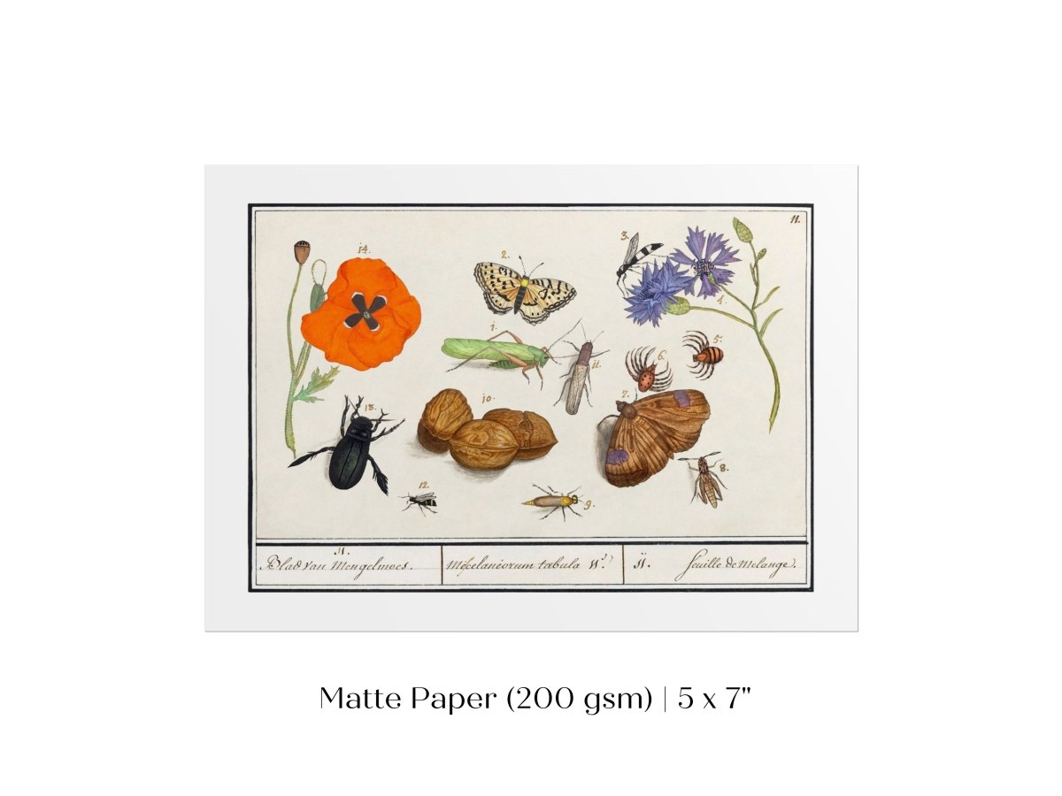 Natural History Ensemble | P239 - Single Art Prints - Piccolo Fiore Prints