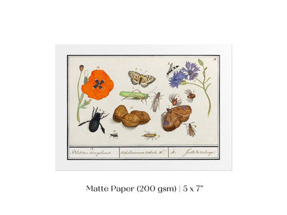 Natural History Ensemble | P239 - Single Art Prints - Piccolo Fiore Prints