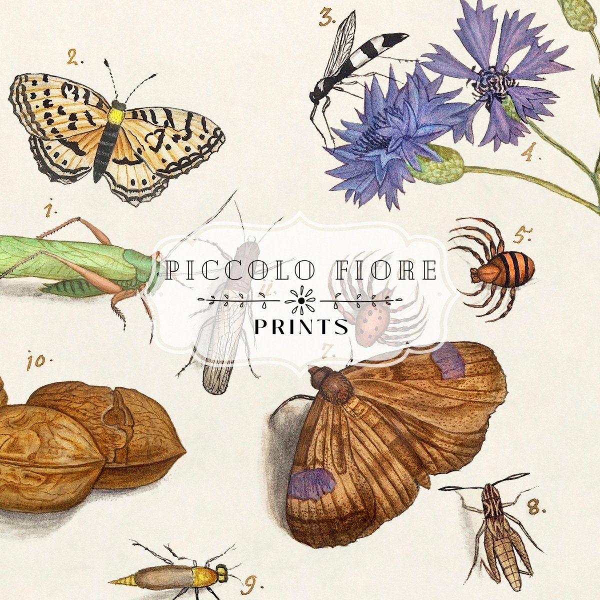Natural History Ensemble | P239 - Single Art Prints - Piccolo Fiore Prints
