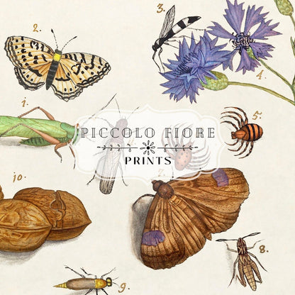 Natural History Ensemble | P239 - Single Art Prints - Piccolo Fiore Prints