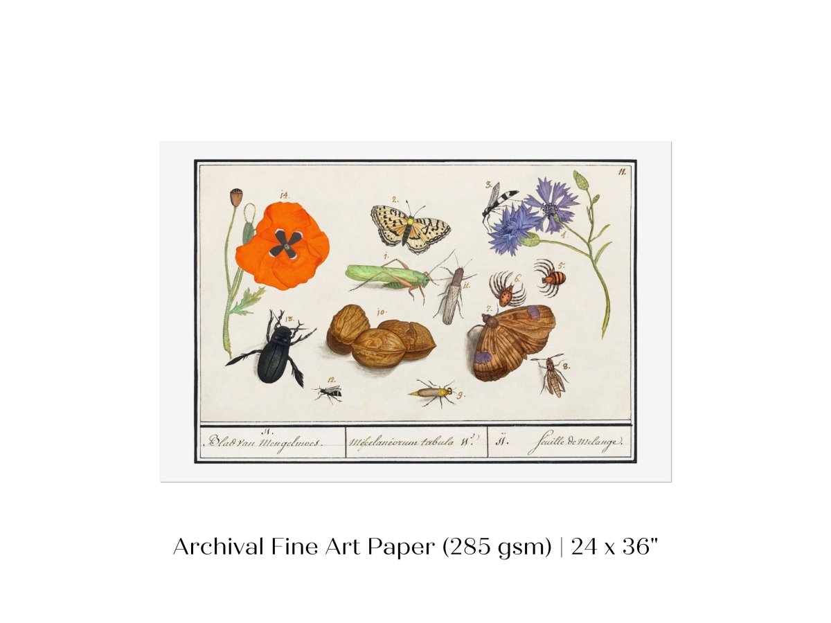 Natural History Ensemble | P239 - Single Art Prints - Piccolo Fiore Prints