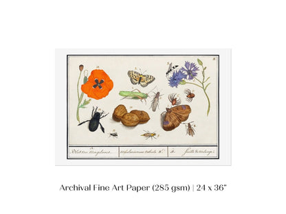 Natural History Ensemble | P239 - Single Art Prints - Piccolo Fiore Prints