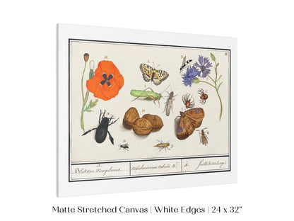 Natural History Ensemble | P239 - Single Art Prints - Piccolo Fiore Prints