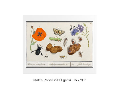 Natural History Ensemble | P239 - Single Art Prints - Piccolo Fiore Prints