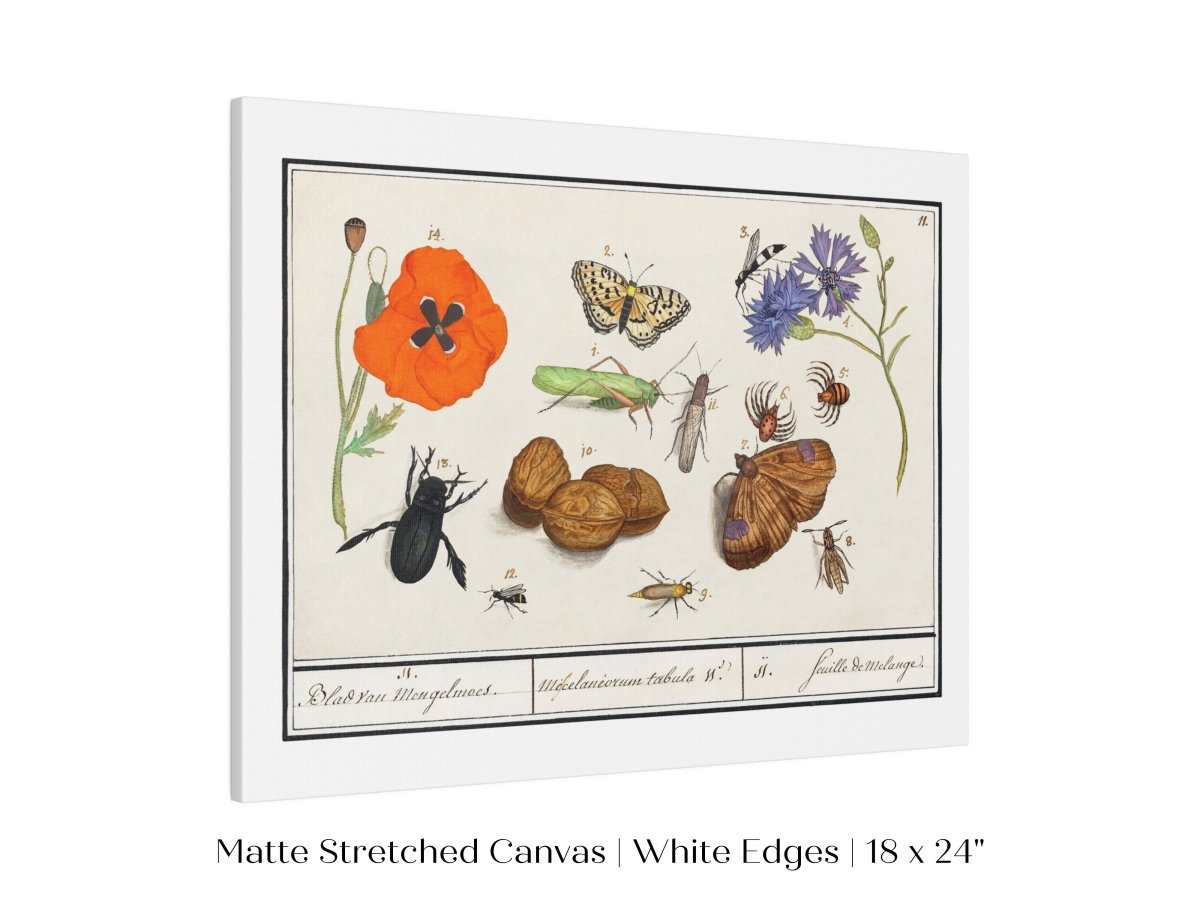 Natural History Ensemble | P239 - Single Art Prints - Piccolo Fiore Prints