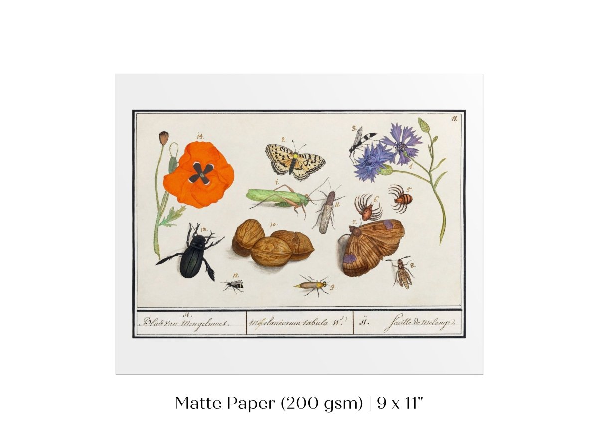 Natural History Ensemble | P239 - Single Art Prints - Piccolo Fiore Prints