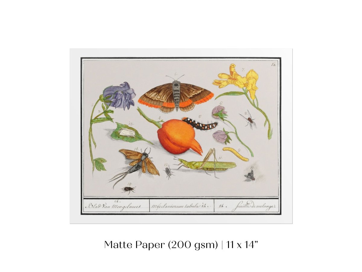 Natural History Ensemble | P362 - Single Art Prints - Piccolo Fiore Prints