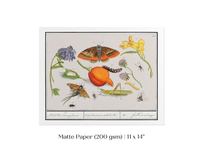 Natural History Ensemble | P362 - Single Art Prints - Piccolo Fiore Prints