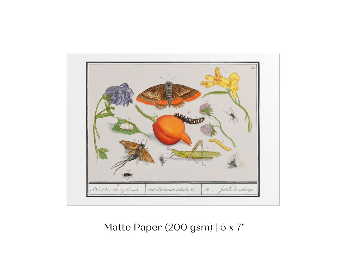 Natural History Ensemble | P362 - Single Art Prints - Piccolo Fiore Prints