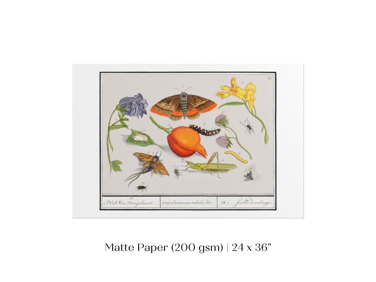 Natural History Ensemble | P362 - Single Art Prints - Piccolo Fiore Prints