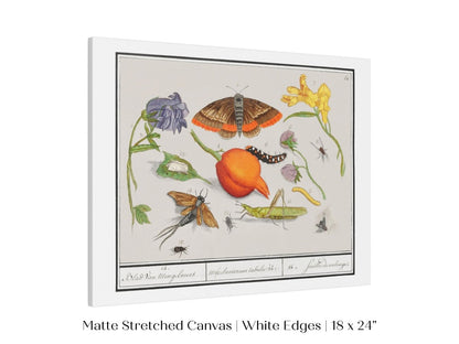 Natural History Ensemble | P362 - Single Art Prints - Piccolo Fiore Prints