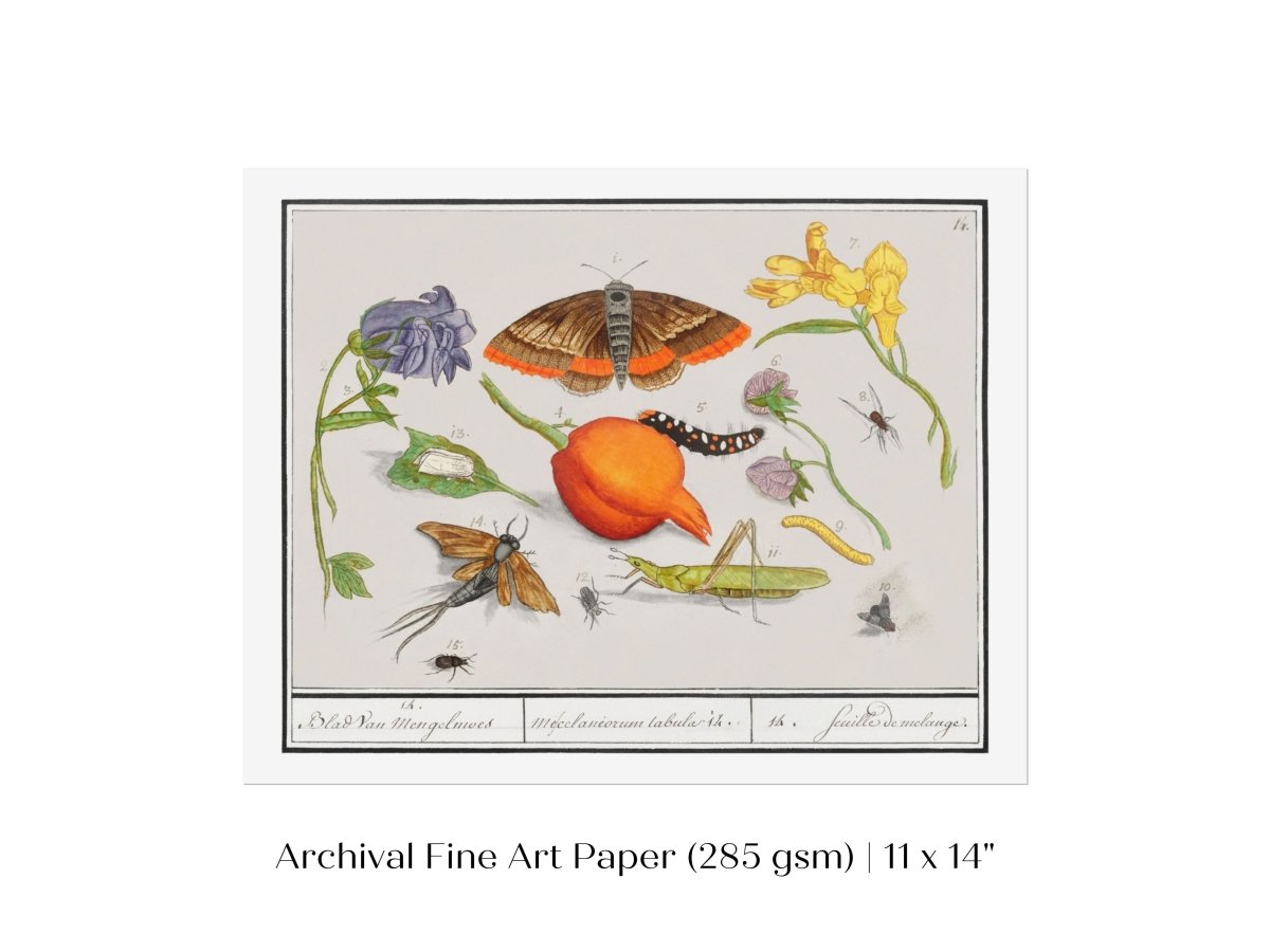 Natural History Ensemble | P362 - Single Art Prints - Piccolo Fiore Prints