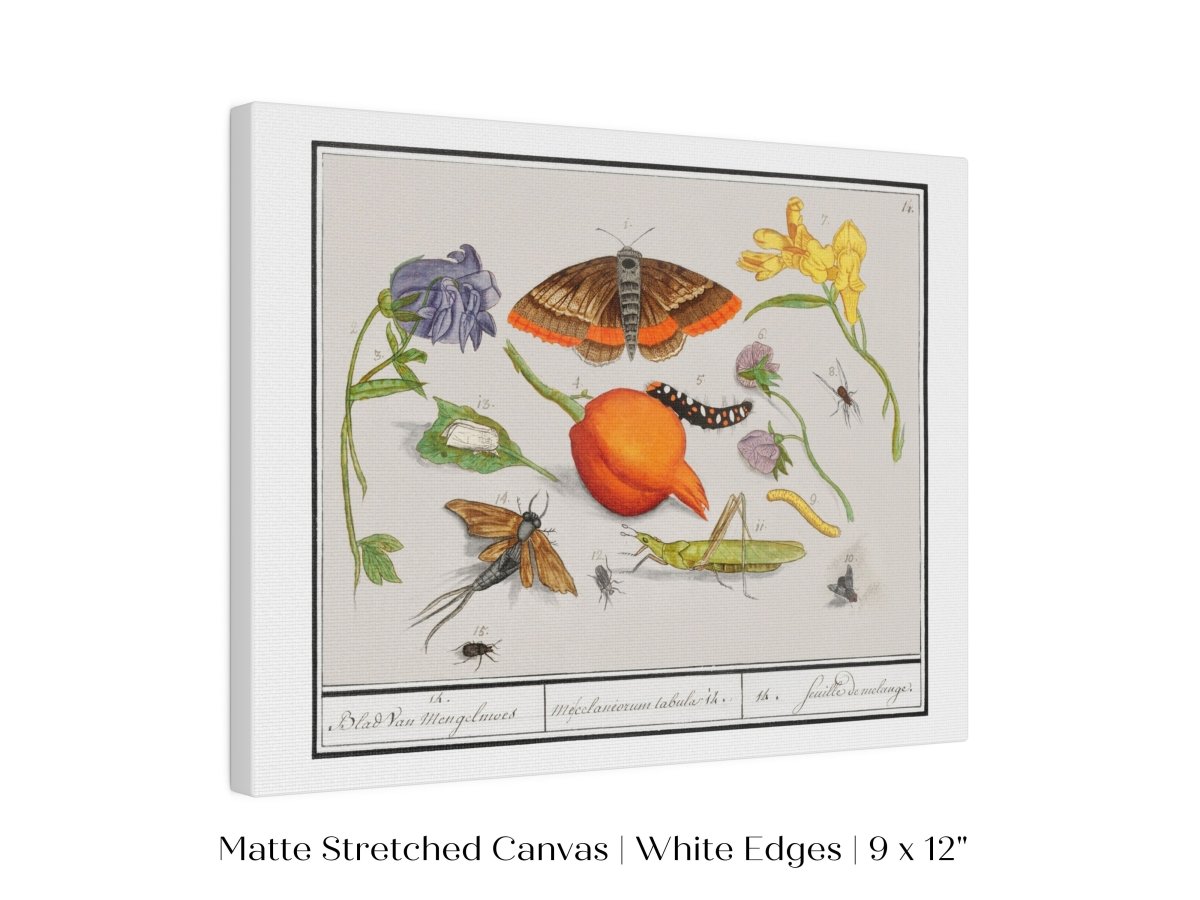 Natural History Ensemble | P362 - Single Art Prints - Piccolo Fiore Prints