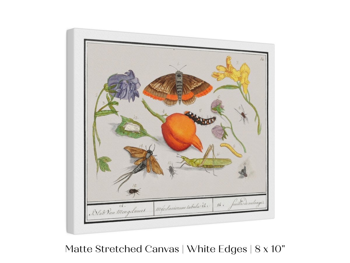 Natural History Ensemble | P362 - Single Art Prints - Piccolo Fiore Prints