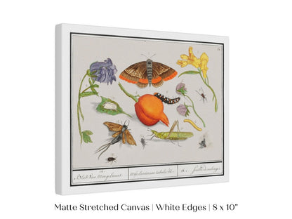 Natural History Ensemble | P362 - Single Art Prints - Piccolo Fiore Prints