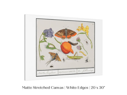 Natural History Ensemble | P362 - Single Art Prints - Piccolo Fiore Prints
