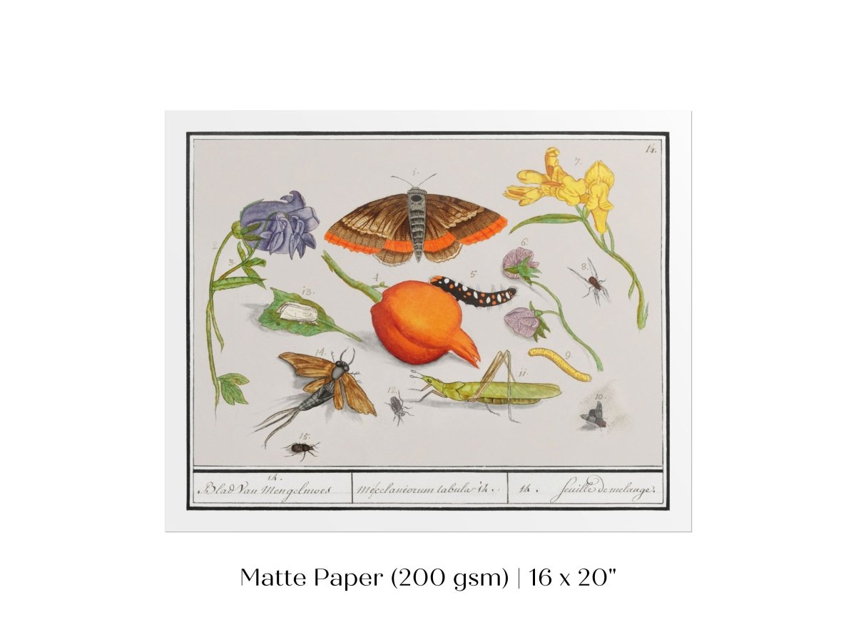 Natural History Ensemble | P362 - Single Art Prints - Piccolo Fiore Prints