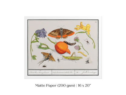 Natural History Ensemble | P362 - Single Art Prints - Piccolo Fiore Prints