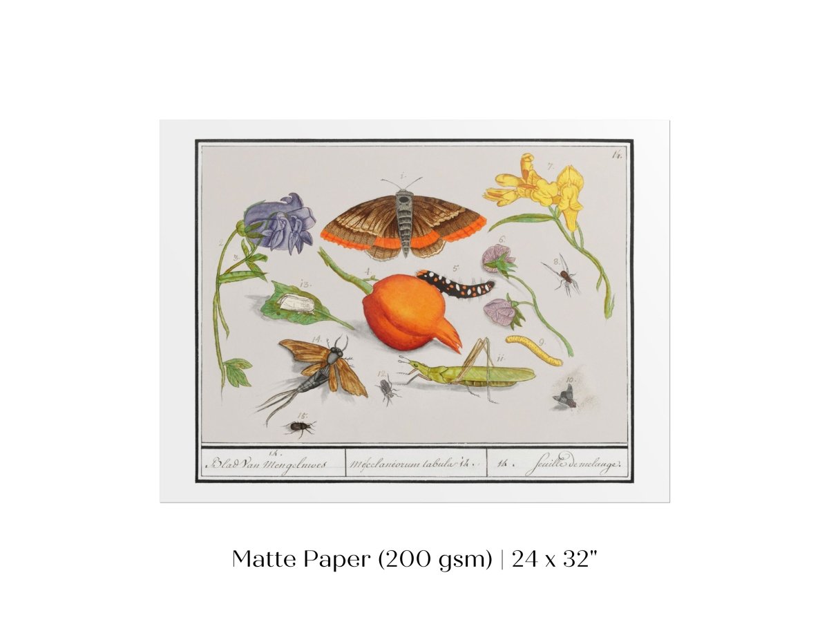 Natural History Ensemble | P362 - Single Art Prints - Piccolo Fiore Prints