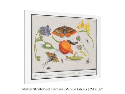 Natural History Ensemble | P362 - Single Art Prints - Piccolo Fiore Prints