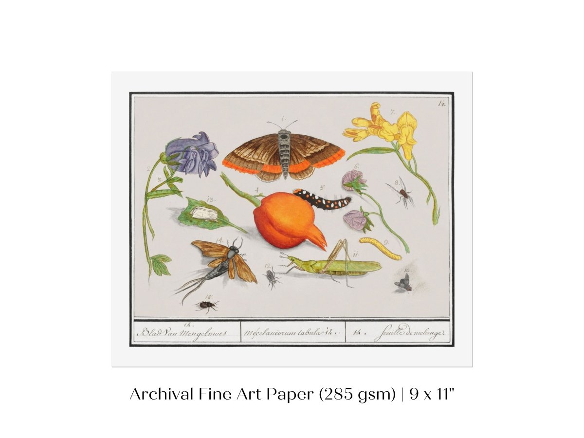 Natural History Ensemble | P362 - Single Art Prints - Piccolo Fiore Prints