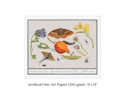 Natural History Ensemble | P362 - Single Art Prints - Piccolo Fiore Prints
