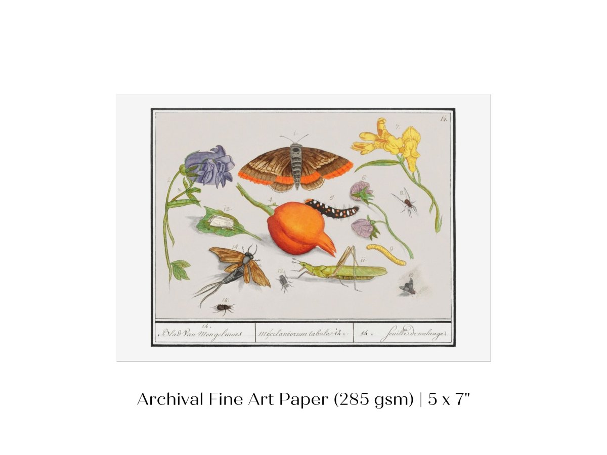 Natural History Ensemble | P362 - Single Art Prints - Piccolo Fiore Prints