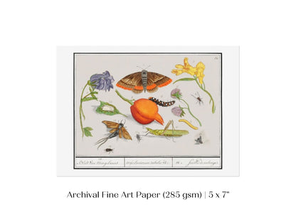 Natural History Ensemble | P362 - Single Art Prints - Piccolo Fiore Prints